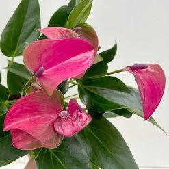 Flamingoblume 'Karma Purple' Purple, Inkl. Übertopf Dallas Weiß, Topf-Ø 12 Cm 15 Flamingoblume 'Karma Purple' Purple, Inkl. Übertopf Dallas Weiß, Topf-Ø 12 Cm -Gartenbedarf Verkäufe 0210650620 Anthurium a Karma Purple T12 Dallas weiss 14cm 6 126794