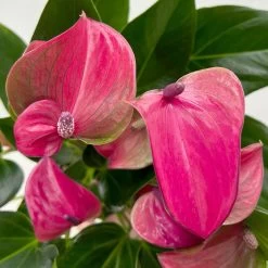 Flamingoblume 'Karma Purple' Purple, Inkl. Übertopf Dallas Weiß, Topf-Ø 12 Cm 16 Flamingoblume 'Karma Purple' Purple, Inkl. Übertopf Dallas Weiß, Topf-Ø 12 Cm -Gartenbedarf Verkäufe 0210650620 Anthurium a Karma Purple T12 Dallas weiss 14cm 7 126795