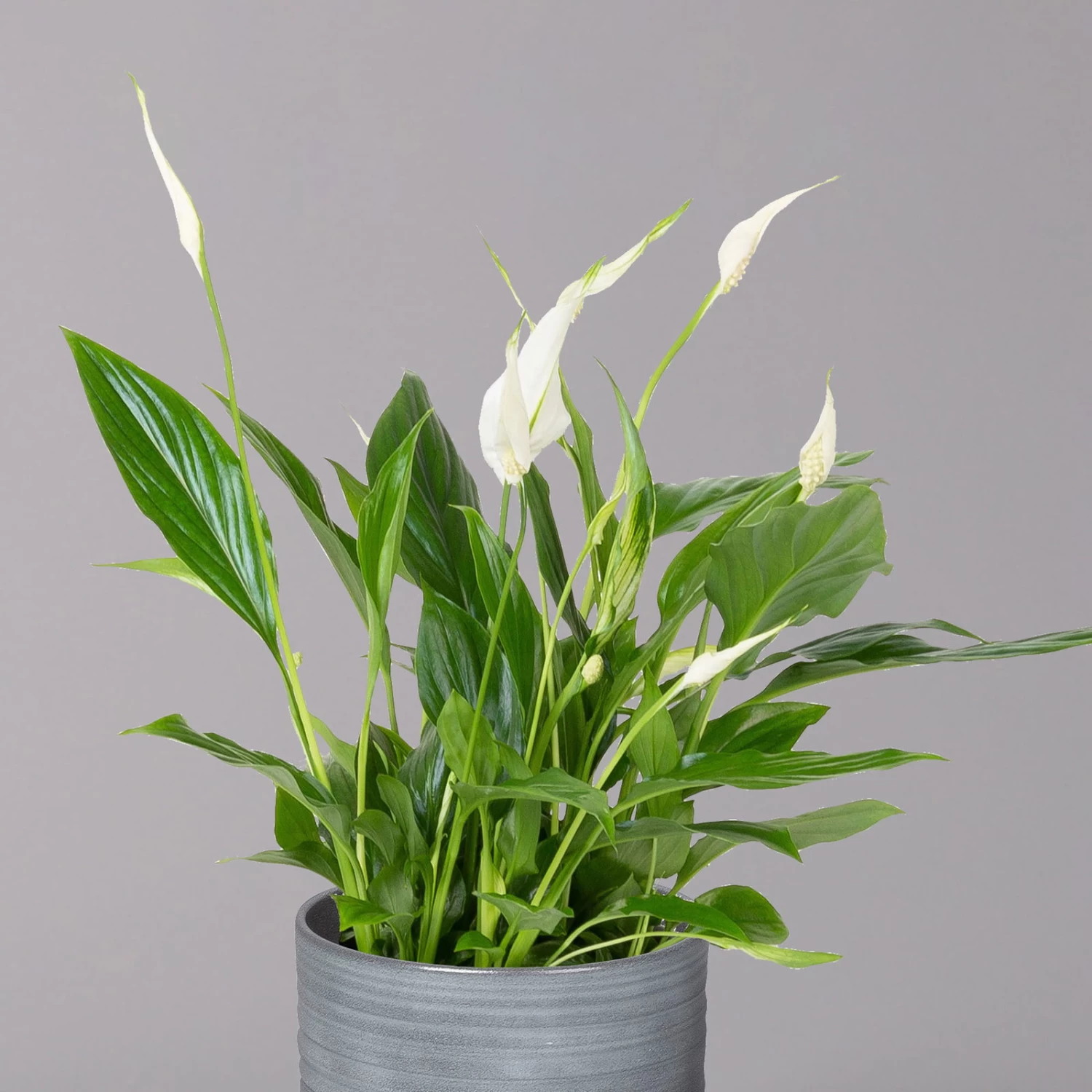 Einblatt 'Bellini' In Keramiktopf Bergamo Grau, Topf-Ø 13 Cm, Höhe Ca. 30 Cm 2 Einblatt 'Bellini' In Keramiktopf Bergamo Grau, Topf-Ø 13 Cm, Höhe Ca. 30 Cm – Bild 2