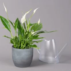 Einblatt 'Bellini' In Keramiktopf Bergamo Grau, Topf-Ø 13 Cm, Höhe Ca. 30 Cm 7 Einblatt 'Bellini' In Keramiktopf Bergamo Grau, Topf-Ø 13 Cm, Höhe Ca. 30 Cm -Gartenbedarf Verkäufe 0210660088 Spathiphyllum in Uebertopf Bergamo grau 3