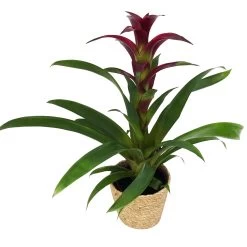 Guzmania 'Indian Night', Lila, Topf-Ø 12 Cm, Mit Korb Maki, Höhe Ca. 50 Cm 7 Guzmania 'Indian Night', Lila, Topf-Ø 12 Cm, Mit Korb Maki, Höhe Ca. 50 Cm -Gartenbedarf Verkäufe 0210750711 Guzmania Indian Night im Dekokorb 1