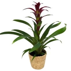 Guzmania 'Indian Night', Lila, Topf-Ø 12 Cm, Mit Korb Maki, Höhe Ca. 50 Cm