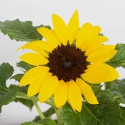 Sonnenblume 'Sunsation'® Gelb, Topf-Ø 12/13 Cm, 6er-Set -Gartenbedarf Verkäufe 0210850025 Helianthus annuus Sunsation gelb 6er Set 1