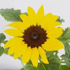 Sonnenblume 'Sunsation'® Gelb, Topf-Ø 12/13 Cm, 6er-Set -Gartenbedarf Verkäufe 0210850025 Helianthus annuus Sunsation gelb 6er Set 2