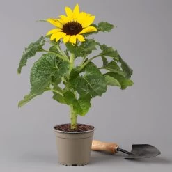 Sonnenblume 'Sunsation'® Gelb, Topf-Ø 12/13 Cm, 6er-Set -Gartenbedarf Verkäufe 0210850025 Helianthus annuus Sunsation gelb T12 13 H25 6er Set 2 125626