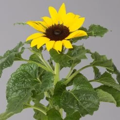 Sonnenblume 'Sunsation'® Gelb, Topf-Ø 12/13 Cm, 6er-Set -Gartenbedarf Verkäufe 0210850025 Helianthus annuus Sunsation gelb T12 13 H25 6er Set 2 1 125625