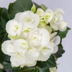 Elatior-Begonie, Topf-Ø 14 Cm, Weiß, Höhe Ca. 20-27 Cm, 4er-Set 11 Elatior-Begonie, Topf-Ø 14 Cm, Weiß, Höhe Ca. 20-27 Cm, 4er-Set -Gartenbedarf Verkäufe 0210900295 Begonia Elatior T14 weiss 4er Set 42