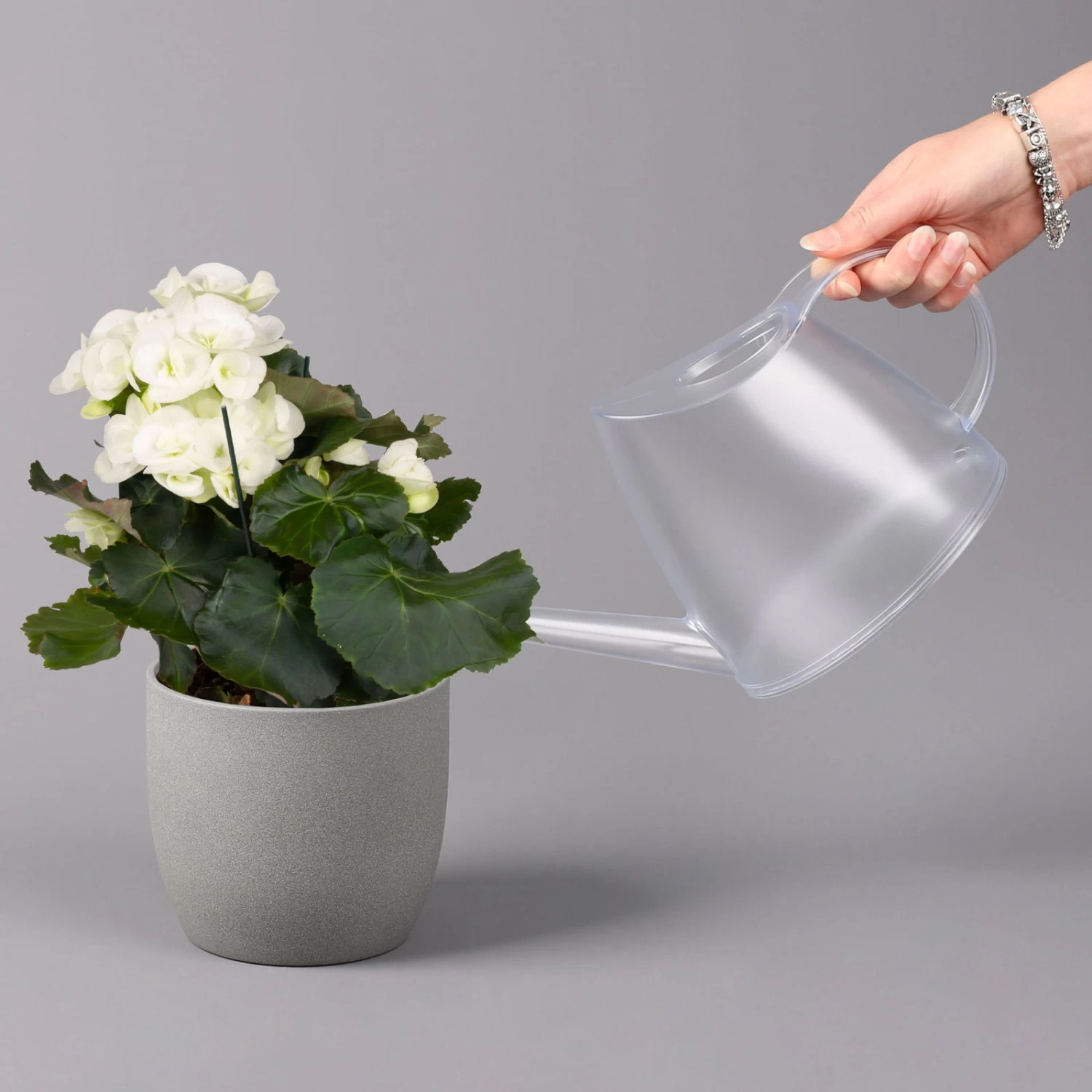 Elatior-Begonie, Topf-Ø 14 Cm, Weiß, Höhe Ca. 20-27 Cm, 4er-Set 4 Elatior-Begonie, Topf-Ø 14 Cm, Weiß, Höhe Ca. 20-27 Cm, 4er-Set – Bild 4