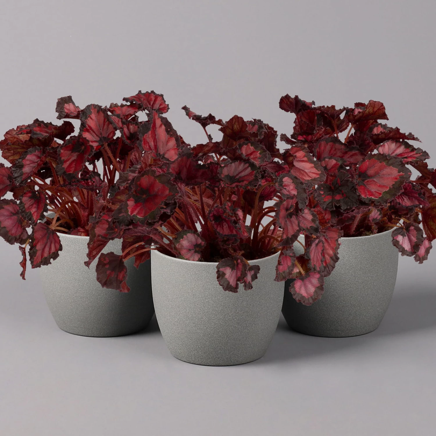 Blattbegonie 'Inca Night', Topf-Ø 12 Cm, Höhe Ca. 25 Cm, 3er-Set 1 Blattbegonie 'Inca Night', Topf-Ø 12 Cm, Höhe Ca. 25 Cm, 3er-Set