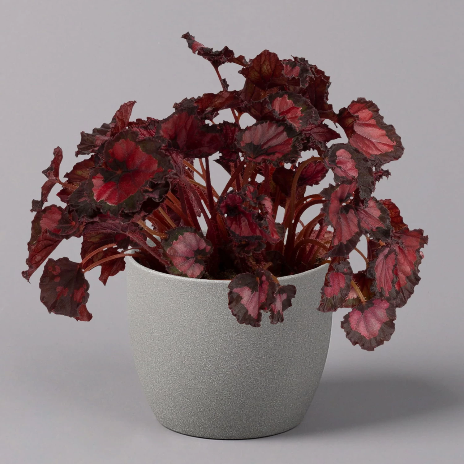 Blattbegonie 'Inca Night', Topf-Ø 12 Cm, Höhe Ca. 25 Cm, 3er-Set 2 Blattbegonie 'Inca Night', Topf-Ø 12 Cm, Höhe Ca. 25 Cm, 3er-Set – Bild 2