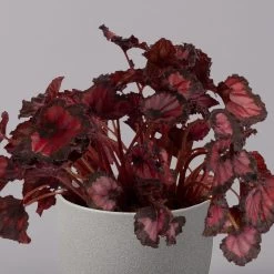 Blattbegonie 'Inca Night', Topf-Ø 12 Cm, Höhe Ca. 25 Cm, 3er-Set 8 Blattbegonie 'Inca Night', Topf-Ø 12 Cm, Höhe Ca. 25 Cm, 3er-Set -Gartenbedarf Verkäufe 0210900312 Blattbegonie Inca Night 3er Set 3