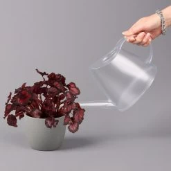 Blattbegonie 'Inca Night', Topf-Ø 12 Cm, Höhe Ca. 25 Cm, 3er-Set 9 Blattbegonie 'Inca Night', Topf-Ø 12 Cm, Höhe Ca. 25 Cm, 3er-Set -Gartenbedarf Verkäufe 0210900312 Blattbegonie Inca Night 3er Set 4