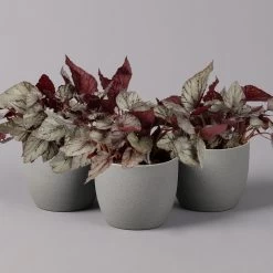 Blattbegonie 'Maori Haze', Topf-Ø 12 Cm, Höhe Ca. 25 Cm, 3er-Set
