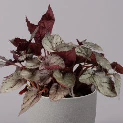 Blattbegonie 'Maori Haze', Topf-Ø 12 Cm, Höhe Ca. 25 Cm, 3er-Set 7 Blattbegonie 'Maori Haze', Topf-Ø 12 Cm, Höhe Ca. 25 Cm, 3er-Set -Gartenbedarf Verkäufe 0210900314 Blattbegonie Maori Haze 3er Set 3