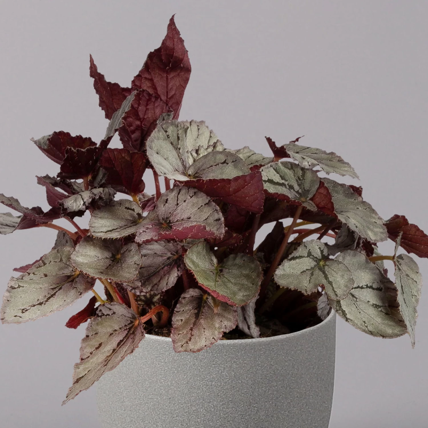 Blattbegonie 'Maori Haze', Topf-Ø 12 Cm, Höhe Ca. 25 Cm, 3er-Set 3 Blattbegonie 'Maori Haze', Topf-Ø 12 Cm, Höhe Ca. 25 Cm, 3er-Set – Bild 3