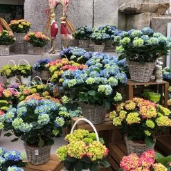 Hortensie 'Leuchtfeuer', Busch, Rot, Topf-Ø 23 Cm, Höhe Ca. 50 Cm 7 Hortensie 'Leuchtfeuer', Busch, Rot, Topf-Ø 23 Cm, Höhe Ca. 50 Cm -Gartenbedarf Verkäufe 021130 hydrangea