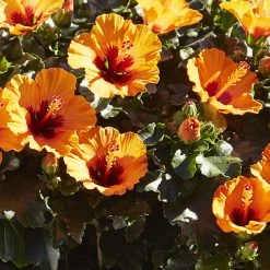 Hibiskus, Graff® 'Petit Orange', Mit Keramiktopf Dallas Weiß, Topf-Ø 13 Cm -Gartenbedarf Verkäufe 0213100211 0213100212 0213100213 0213100227 0213100228 Hibiscus Petit Orange