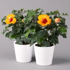 Hibiskus, Graff® 'Petit Orange', Mit Keramiktopf Weiß, Topf-Ø 13 Cm, 2er-Set