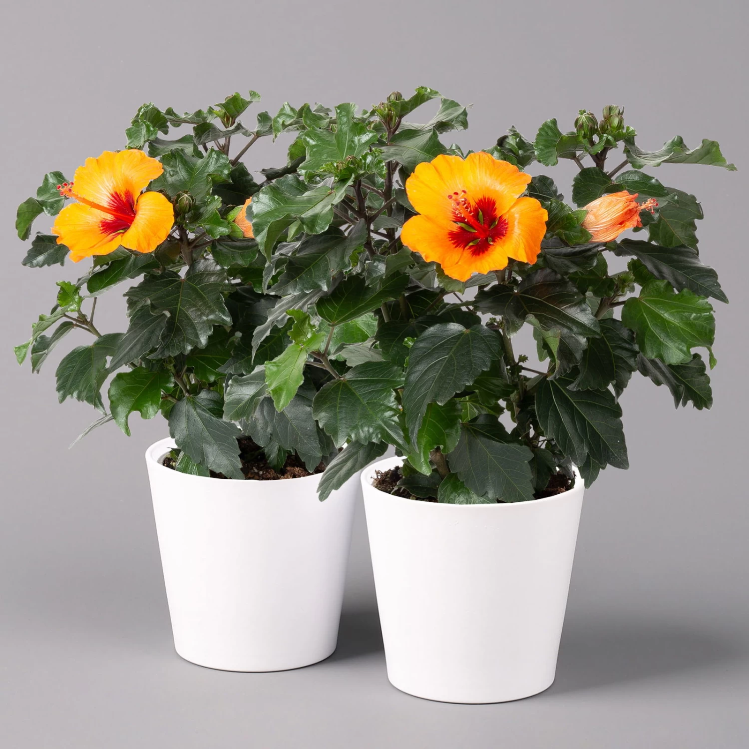 Hibiskus, Graff® 'Petit Orange', Mit Keramiktopf Weiß, Topf-Ø 13 Cm, 2er-Set 1 Hibiskus, Graff® 'Petit Orange', Mit Keramiktopf Weiß, Topf-Ø 13 Cm, 2er-Set