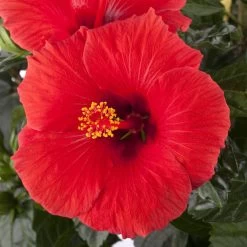 Hibiskus, Rot, Mit Keramiktopf Dallas Anthrazit, Topf-Ø 13 Cm, Höhe 35 Cm 11 Hibiskus, Rot, Mit Keramiktopf Dallas Anthrazit, Topf-Ø 13 Cm, Höhe 35 Cm -Gartenbedarf Verkäufe 0213100214 0213100215 0213100216 0213100229 0213100230 Hibiscus rot 1 1