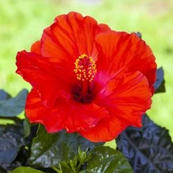 Hibiskus, Rot, Mit Keramiktopf Dallas Anthrazit, Topf-Ø 13 Cm, Höhe 35 Cm 12 Hibiskus, Rot, Mit Keramiktopf Dallas Anthrazit, Topf-Ø 13 Cm, Höhe 35 Cm -Gartenbedarf Verkäufe 0213100214 0213100215 0213100216 0213100229 0213100230 Hibiscus rot 2 1