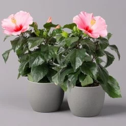 Hibiskus, Rosa, Topf-Ø 13 Cm, Höhe Ca. 35 Cm, 2er-Set