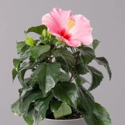 Hibiskus, Rosa, Topf-Ø 13 Cm, Höhe Ca. 35 Cm, 2er-Set 11 Hibiskus, Rosa, Topf-Ø 13 Cm, Höhe Ca. 35 Cm, 2er-Set -Gartenbedarf Verkäufe 0213100217 Hibiscus rosa 2er Set 3