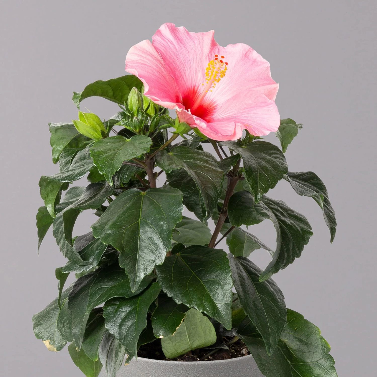 Hibiskus, Rosa, Topf-Ø 13 Cm, Höhe Ca. 35 Cm, 2er-Set 3 Hibiskus, Rosa, Topf-Ø 13 Cm, Höhe Ca. 35 Cm, 2er-Set – Bild 3