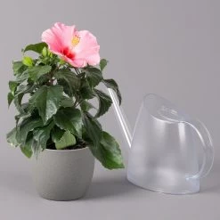 Hibiskus, Rosa, Topf-Ø 13 Cm, Höhe Ca. 35 Cm, 2er-Set 12 Hibiskus, Rosa, Topf-Ø 13 Cm, Höhe Ca. 35 Cm, 2er-Set -Gartenbedarf Verkäufe 0213100217 Hibiscus rosa 2er Set 4