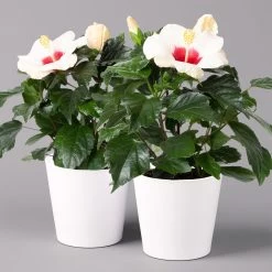 Bestseller 3 Hibiskus, Weiß, Mit Keramiktopf Dallas Weiß, Topf-Ø 13 Cm, 2er-Set