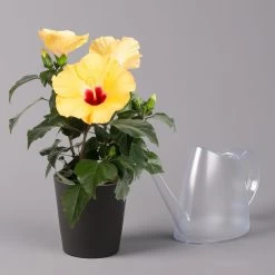 Hibiskus, Gelb, Mit Keramiktopf Dallas Anthrazit, Topf-Ø 13 Cm, Höhe 35 Cm 9 Hibiskus, Gelb, Mit Keramiktopf Dallas Anthrazit, Topf-Ø 13 Cm, Höhe 35 Cm -Gartenbedarf Verkäufe 0213100224 Hibiscus gelb mit Topf Dallas anthrazit 3