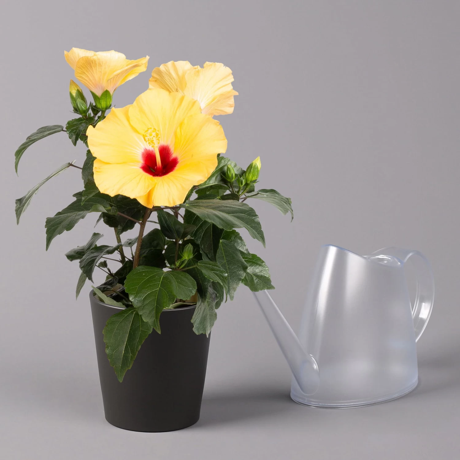 Hibiskus, Gelb, Mit Keramiktopf Dallas Anthrazit, Topf-Ø 13 Cm, Höhe 35 Cm 3 Hibiskus, Gelb, Mit Keramiktopf Dallas Anthrazit, Topf-Ø 13 Cm, Höhe 35 Cm – Bild 3