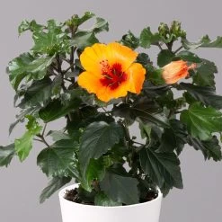Hibiskus, Graff® 'Petit Orange', Mit Keramiktopf Weiß, Topf-Ø 13 Cm, 2er-Set 10 Hibiskus, Graff® 'Petit Orange', Mit Keramiktopf Weiß, Topf-Ø 13 Cm, 2er-Set -Gartenbedarf Verkäufe 0213100227 Hibiscus Petit Orange mit Topf Dallas weiss 2 1