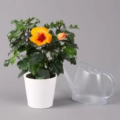Hibiskus, Graff® 'Petit Orange', Mit Keramiktopf Weiß, Topf-Ø 13 Cm, 2er-Set 11 Hibiskus, Graff® 'Petit Orange', Mit Keramiktopf Weiß, Topf-Ø 13 Cm, 2er-Set -Gartenbedarf Verkäufe 0213100227 Hibiscus Petit Orange mit Topf Dallas weiss 3 1