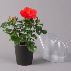 Hibiskus, Rot, Mit Keramiktopf Dallas Anthrazit, Topf-Ø 13 Cm, Höhe 35 Cm 10 Hibiskus, Rot, Mit Keramiktopf Dallas Anthrazit, Topf-Ø 13 Cm, Höhe 35 Cm -Gartenbedarf Verkäufe 0213100230 Hibiscus rot Topf Dallas anthrazit 3 1