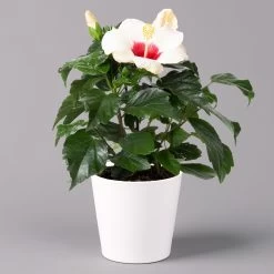 Bestseller -Gartenbedarf Verkäufe 0213100233 Hibiscus weiss Topf Dallas weiss 1