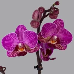 Bestseller -Gartenbedarf Verkäufe 0215170800 phalaenopsis multi lila 2 122701