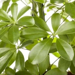 Schefflera Arboricola 'Nora', Topf-Ø 21 Cm, Höhe Ca. 55 Cm 7 Schefflera Arboricola 'Nora', Topf-Ø 21 Cm, Höhe Ca. 55 Cm -Gartenbedarf Verkäufe 0220106951 Schefflera arbor Nora