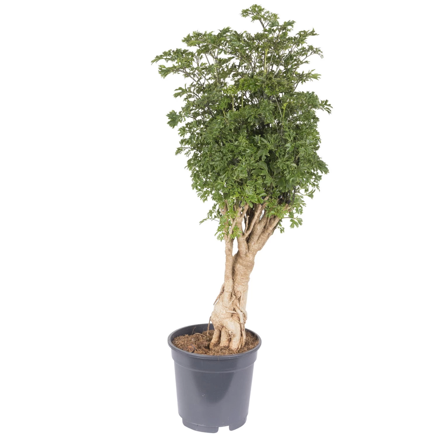 Polyscias Fruticosa 'Hawaiian Ming', Topf-Ø 12 Cm, Höhe Ca. 60 Cm 1 Polyscias Fruticosa 'Hawaiian Ming', Topf-Ø 12 Cm, Höhe Ca. 60 Cm