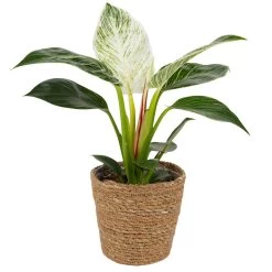 Philodendron 'White Measure' In Korb Maki, Topf-Ø 11 Cm, Höhe Ca. 25 Cm