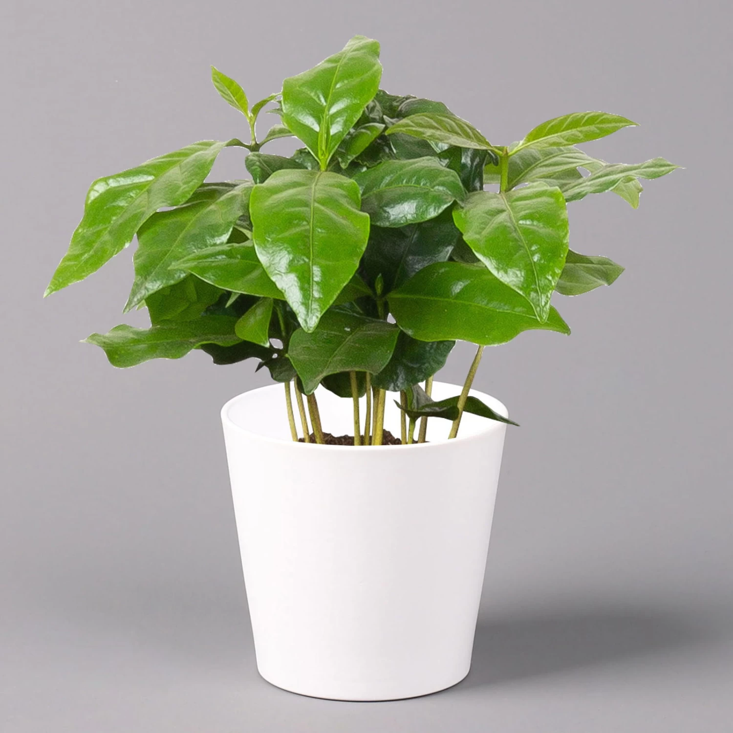 Kaffeestrauch Mit Keramiktopf Dallas Weiß, Topf-Ø 12cm, Höhe Ca. 25 Cm 1 Kaffeestrauch Mit Keramiktopf Dallas Weiß, Topf-Ø 12cm, Höhe Ca. 25 Cm