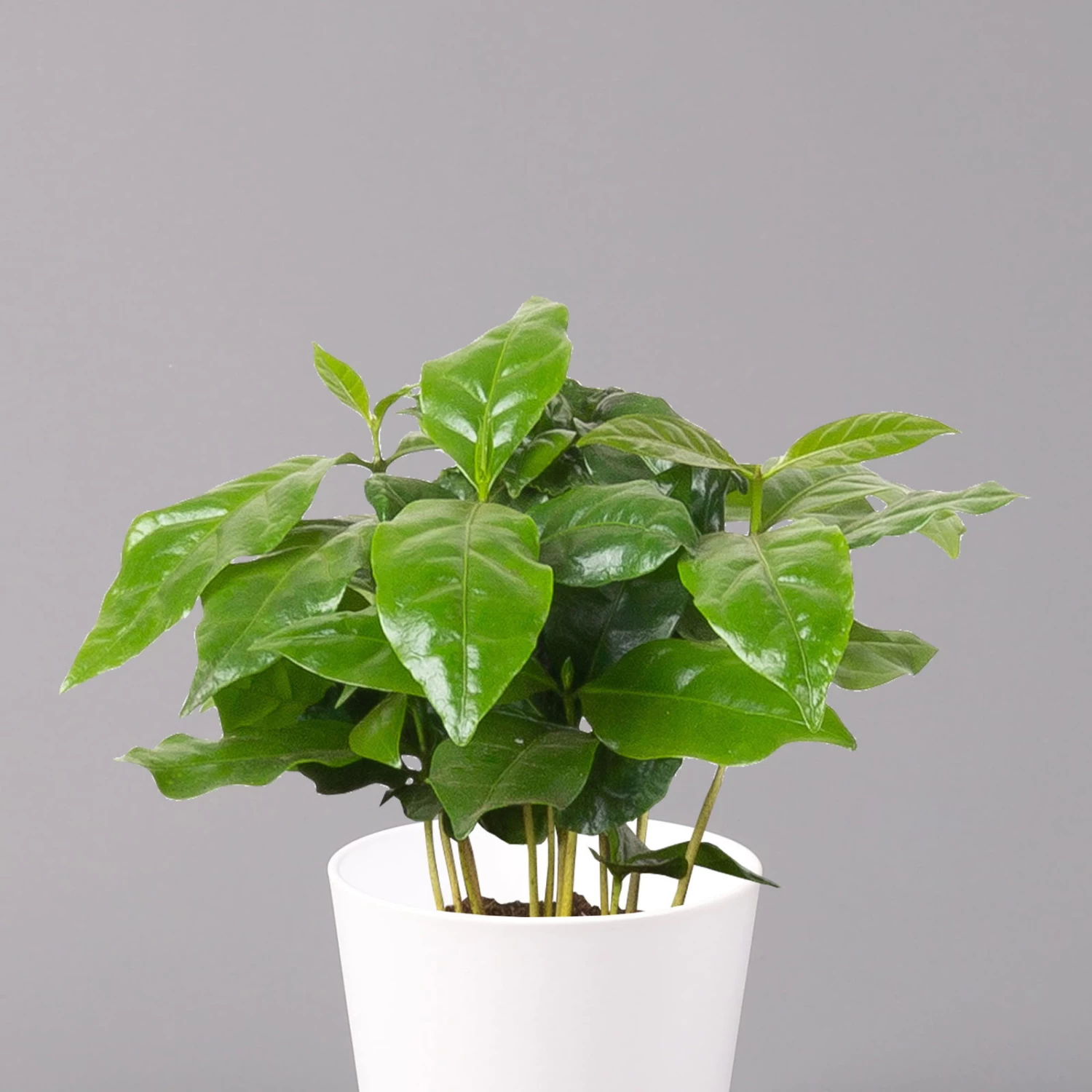 Kaffeestrauch Mit Keramiktopf Dallas Weiß, Topf-Ø 12cm, Höhe Ca. 25 Cm 2 Kaffeestrauch Mit Keramiktopf Dallas Weiß, Topf-Ø 12cm, Höhe Ca. 25 Cm – Bild 2