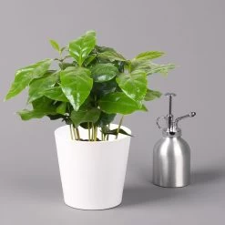 Kaffeestrauch Mit Keramiktopf Dallas Weiß, Topf-Ø 12cm, Höhe Ca. 25 Cm 10 Kaffeestrauch Mit Keramiktopf Dallas Weiß, Topf-Ø 12cm, Höhe Ca. 25 Cm -Gartenbedarf Verkäufe 0220108255 Coffea arabica Dallas weiss 32