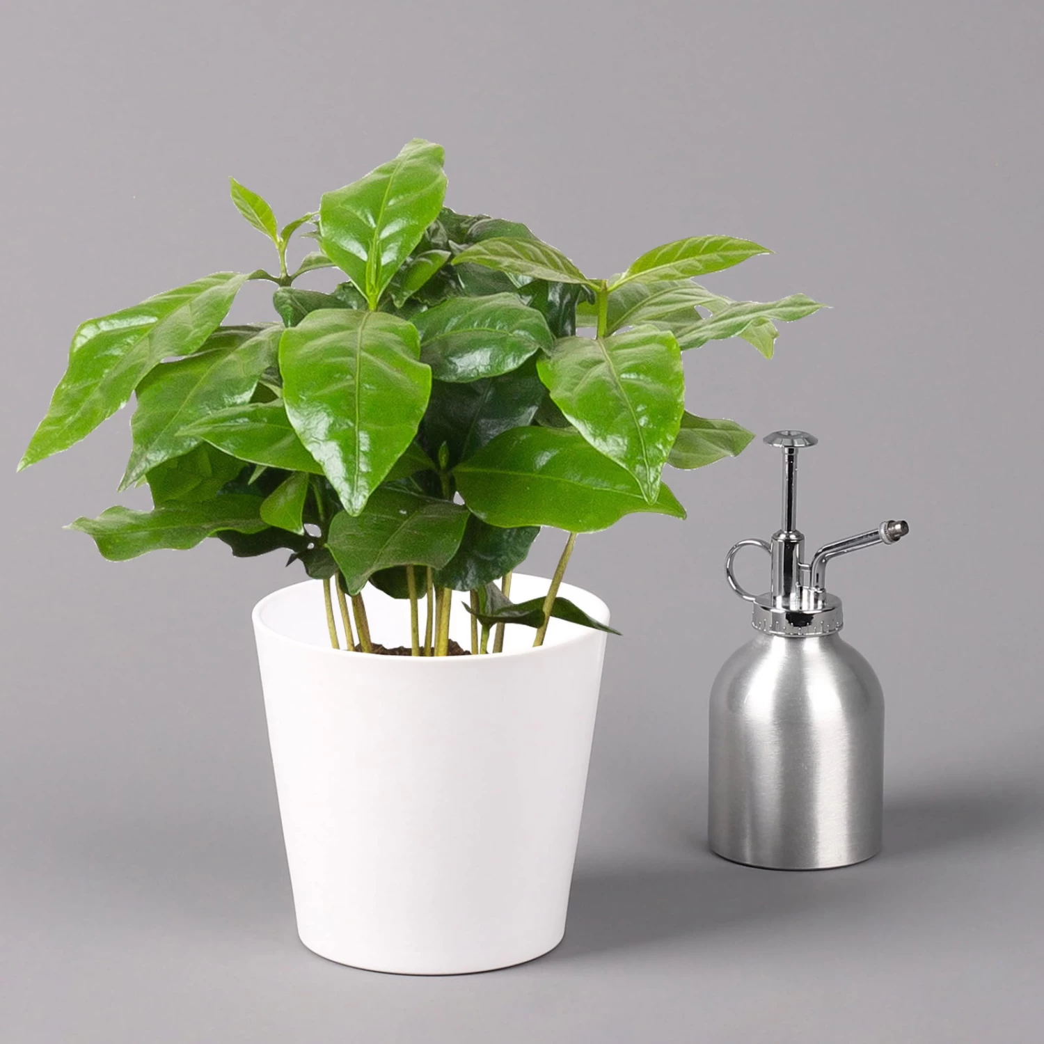 Kaffeestrauch Mit Keramiktopf Dallas Weiß, Topf-Ø 12cm, Höhe Ca. 25 Cm 3 Kaffeestrauch Mit Keramiktopf Dallas Weiß, Topf-Ø 12cm, Höhe Ca. 25 Cm – Bild 3