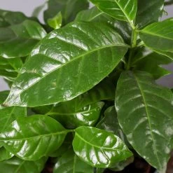 Kaffeestrauch Mit Keramiktopf Dallas Weiß, Topf-Ø 12cm, Höhe Ca. 25 Cm 11 Kaffeestrauch Mit Keramiktopf Dallas Weiß, Topf-Ø 12cm, Höhe Ca. 25 Cm -Gartenbedarf Verkäufe 0220108255 Coffea arabica Dallas weiss 42