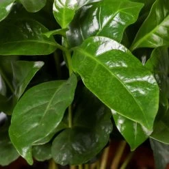 Kaffeestrauch Mit Keramiktopf Dallas Weiß, Topf-Ø 12cm, Höhe Ca. 25 Cm 12 Kaffeestrauch Mit Keramiktopf Dallas Weiß, Topf-Ø 12cm, Höhe Ca. 25 Cm -Gartenbedarf Verkäufe 0220108255 Coffea arabica Dallas weiss 52