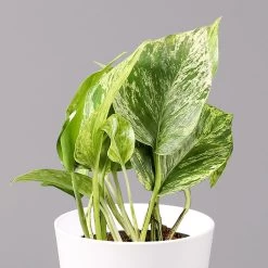 Efeutute 'Marble Queen' Inkl. Topf Weiß, Topf-Ø 12 Cm, Höhe Ca. 15 Cm, 2er-Set -Gartenbedarf Verkäufe 0220108256 Epipr Marble Queen Topf Dallas weiss 22