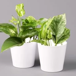 Efeutute 'Marble Queen' Inkl. Topf Weiß, Topf-Ø 12 Cm, Höhe Ca. 15 Cm, 2er-Set