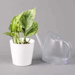 Efeutute 'Marble Queen' Inkl. Topf Weiß, Topf-Ø 12 Cm, Höhe Ca. 15 Cm, 2er-Set -Gartenbedarf Verkäufe 0220108256 Epipr Marble Queen Topf Dallas weiss 32
