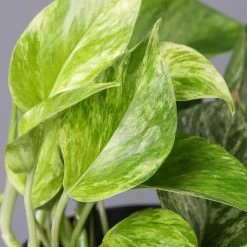 Efeutute 'Marble Queen' Inkl. Topf Weiß, Topf-Ø 12 Cm, Höhe Ca. 15 Cm, 2er-Set -Gartenbedarf Verkäufe 0220108256 Epipr Marble Queen Topf Dallas weiss 42